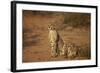 Two Cheetah (Acinonyx Jubatus)-James Hager-Framed Photographic Print