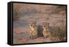 Two Cheetah (Acinonyx Jubatus)-James Hager-Framed Stretched Canvas