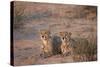 Two Cheetah (Acinonyx Jubatus)-James Hager-Stretched Canvas