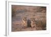 Two Cheetah (Acinonyx Jubatus)-James Hager-Framed Photographic Print