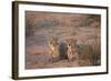 Two Cheetah (Acinonyx Jubatus)-James Hager-Framed Photographic Print