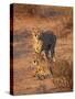 Two Cheetah (Acinonyx Jubatus)-James Hager-Stretched Canvas