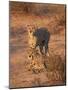 Two Cheetah (Acinonyx Jubatus)-James Hager-Mounted Photographic Print