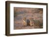 Two Cheetah (Acinonyx Jubatus)-James Hager-Framed Photographic Print