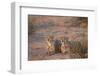 Two Cheetah (Acinonyx Jubatus)-James Hager-Framed Photographic Print