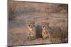 Two Cheetah (Acinonyx Jubatus)-James Hager-Mounted Photographic Print