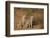 Two Cheetah (Acinonyx Jubatus)-James Hager-Framed Photographic Print