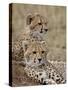 Two Cheetah Cubs, Masai Mara National Reserve, Kenya, East Africa, Africa-James Hager-Stretched Canvas