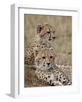 Two Cheetah Cubs, Masai Mara National Reserve, Kenya, East Africa, Africa-James Hager-Framed Photographic Print