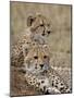 Two Cheetah Cubs, Masai Mara National Reserve, Kenya, East Africa, Africa-James Hager-Mounted Photographic Print