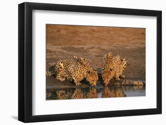 Two Cheetahs (Acinonyx Jubatus) Drinking at Waterhole-Nosnibor137-Framed Photographic Print