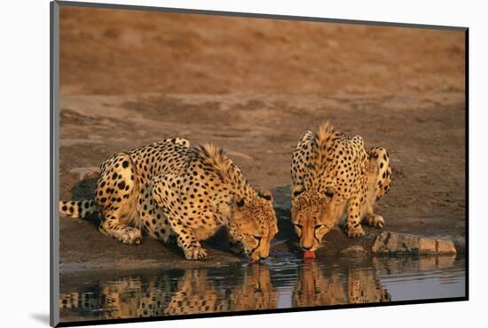 Two Cheetahs (Acinonyx Jubatus) Drinking at Waterhole-Nosnibor137-Mounted Photographic Print
