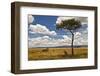 Two Cheetahs Enjoying the Shade in the Maasai Mara, Kenya-Axel Brunst-Framed Photographic Print