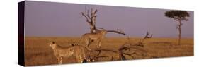 Two Cheetahs in the Wild, Africa-null-Stretched Canvas