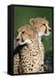 Two Cheetahs-Paul Souders-Framed Stretched Canvas