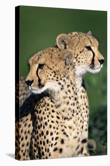 Two Cheetahs-Paul Souders-Stretched Canvas