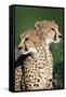 Two Cheetahs-Paul Souders-Framed Stretched Canvas