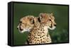 Two Cheetahs-Paul Souders-Framed Stretched Canvas