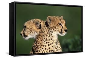 Two Cheetahs-Paul Souders-Framed Stretched Canvas