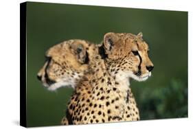 Two Cheetahs-Paul Souders-Stretched Canvas