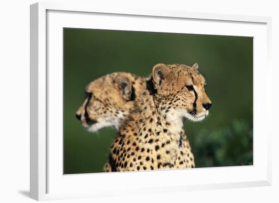 Two Cheetahs-Paul Souders-Framed Photographic Print