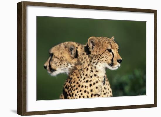 Two Cheetahs-Paul Souders-Framed Photographic Print