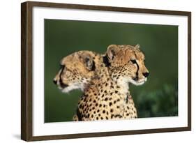 Two Cheetahs-Paul Souders-Framed Photographic Print