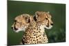 Two Cheetahs-Paul Souders-Mounted Photographic Print