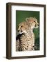 Two Cheetahs-Paul Souders-Framed Photographic Print