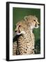 Two Cheetahs-Paul Souders-Framed Photographic Print