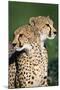 Two Cheetahs-Paul Souders-Mounted Photographic Print
