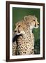 Two Cheetahs-Paul Souders-Framed Photographic Print