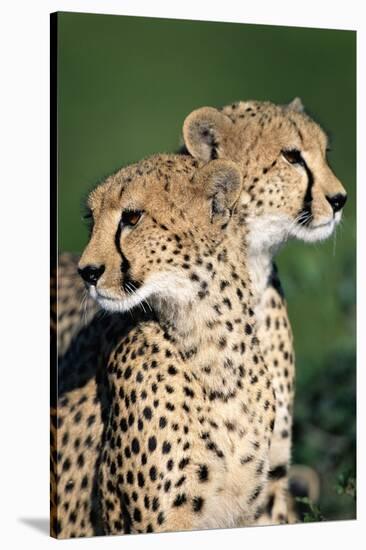 Two Cheetahs-Paul Souders-Stretched Canvas
