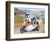 Two Chihuahuas In A Scooter-graphicphoto-Framed Photographic Print