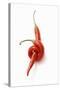 Two Chillies on White Background-Marc O^ Finley-Stretched Canvas