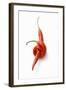 Two Chillies on White Background-Marc O^ Finley-Framed Photographic Print