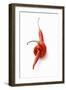 Two Chillies on White Background-Marc O^ Finley-Framed Photographic Print