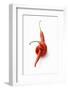 Two Chillies on White Background-Marc O^ Finley-Framed Photographic Print
