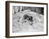 Two Chimpanzee Kissing in the Hay-null-Framed Photo