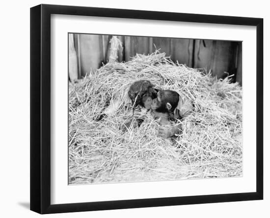 Two Chimpanzee Kissing in the Hay-null-Framed Photo