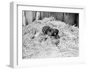 Two Chimpanzee Kissing in the Hay-null-Framed Photo