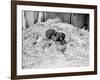 Two Chimpanzee Kissing in the Hay-null-Framed Photo