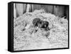 Two Chimpanzee Kissing in the Hay-null-Framed Stretched Canvas