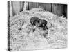Two Chimpanzee Kissing in the Hay-null-Stretched Canvas
