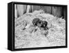 Two Chimpanzee Kissing in the Hay-null-Framed Stretched Canvas