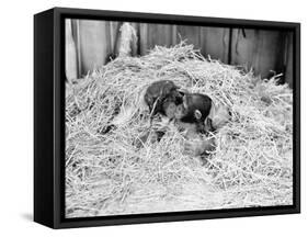 Two Chimpanzee Kissing in the Hay-null-Framed Stretched Canvas