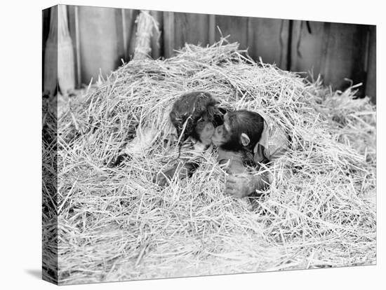 Two Chimpanzee Kissing in the Hay-null-Stretched Canvas