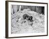 Two Chimpanzee Kissing in the Hay-null-Framed Photo