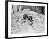 Two Chimpanzee Kissing in the Hay-null-Framed Photo