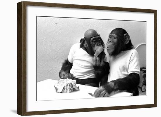 Two Chimpanzees celebrating Easter-Staff-Framed Photographic Print